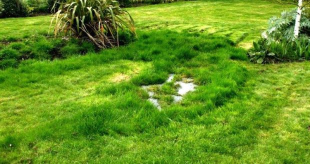Essential Insights on Managing Septic Tank Water in Your Yard