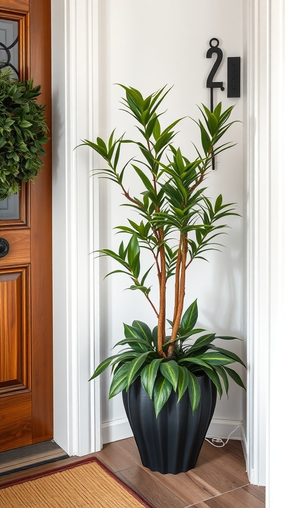 A ZZ plant in a black pot placed by the entrance door.